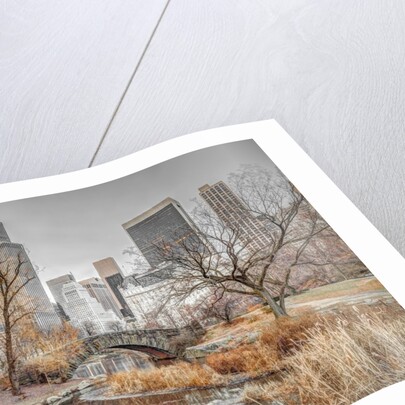 Central park, New York by Assaf Frank